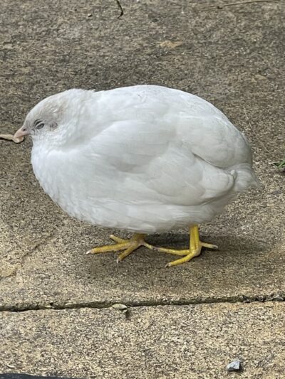 Dancing Wings Butterfly Garden - Rochester, NY
