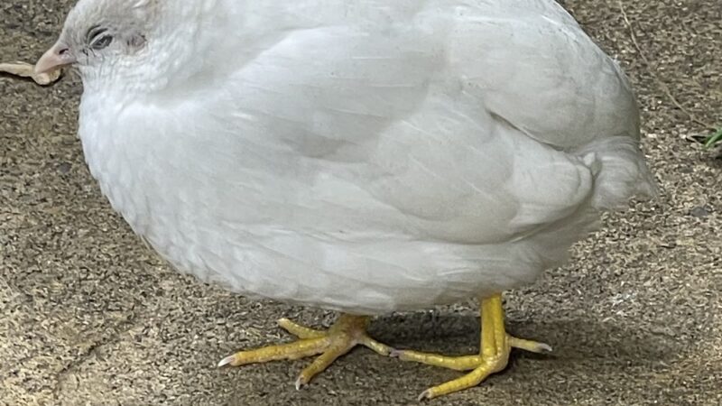 Dancing Wings Butterfly Garden - Rochester, NY