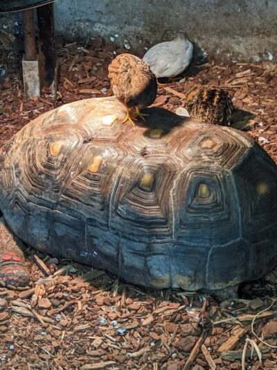 Dancing Wings Butterfly Garden - Rochester, NY