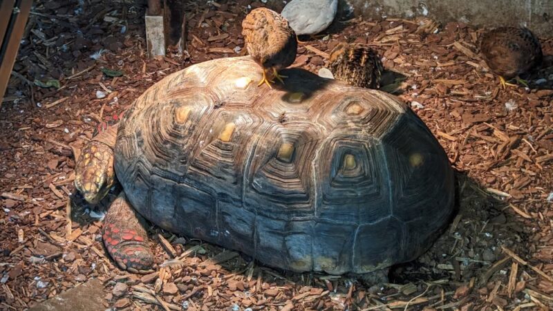 Dancing Wings Butterfly Garden - Rochester, NY