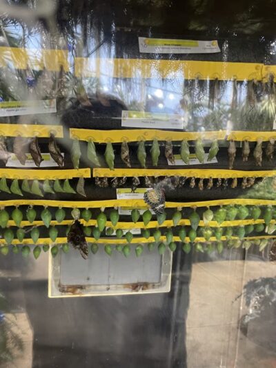 Dancing Wings Butterfly Garden - Rochester, NY