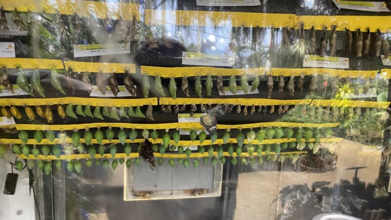 Dancing Wings Butterfly Garden - Rochester, NY