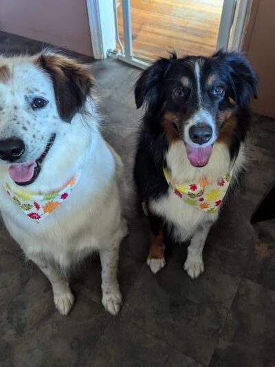 Lakewind Kennels - Rochester, NY