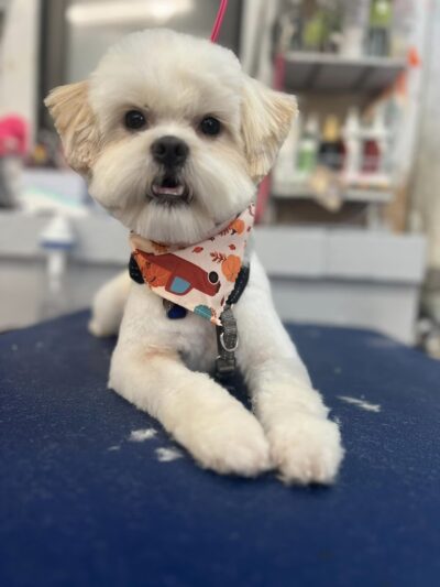 Lakewind Kennels - Rochester, NY