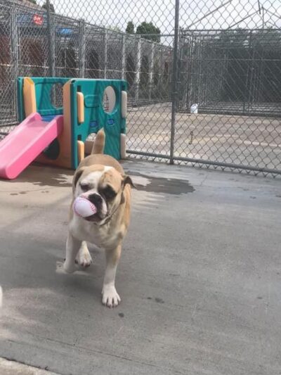 Lakewind Kennels - Rochester, NY