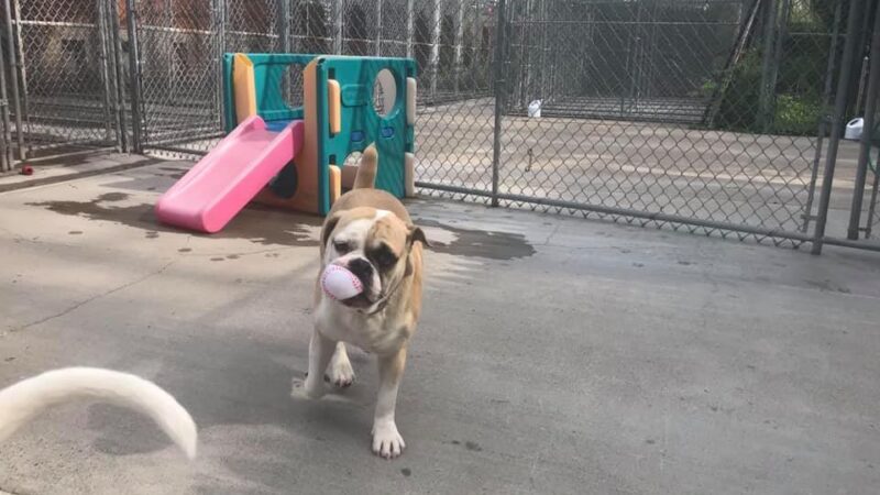 Lakewind Kennels - Rochester, NY