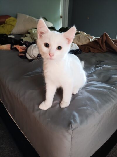 Rescued Treasures Pet Adoptions - Rochester, NY