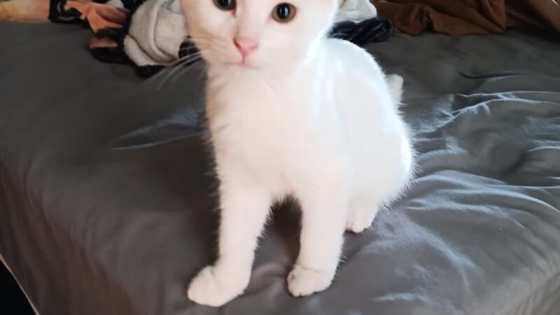 Rescued Treasures Pet Adoptions - Rochester, NY