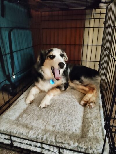 Rescued Treasures Pet Adoptions - Rochester, NY