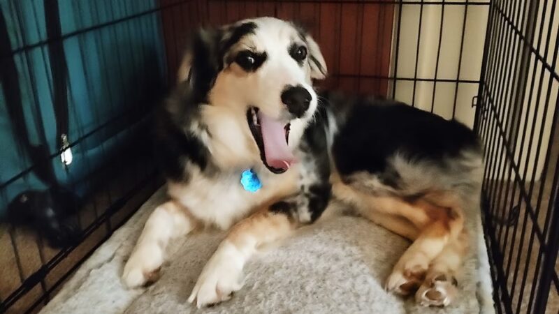 Rescued Treasures Pet Adoptions - Rochester, NY