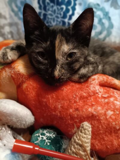 Rescued Treasures Pet Adoptions - Rochester, NY