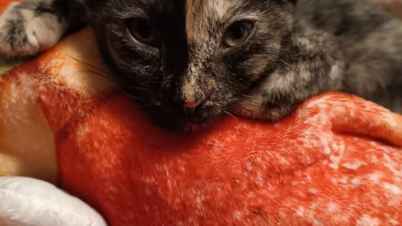 Rescued Treasures Pet Adoptions - Rochester, NY