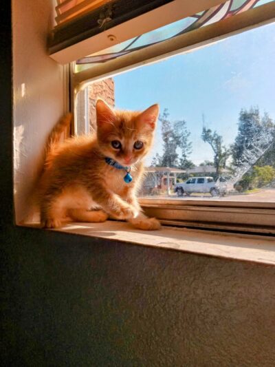 Rescued Treasures Pet Adoptions - Rochester, NY