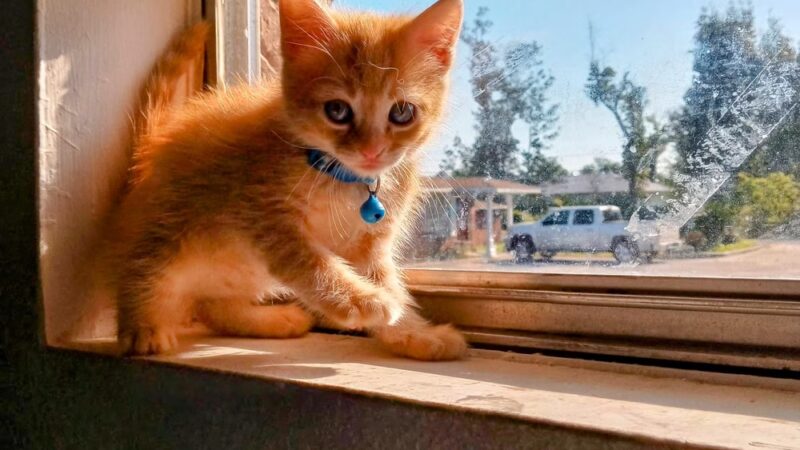 Rescued Treasures Pet Adoptions - Rochester, NY
