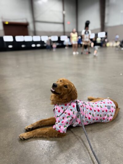 Wags to Rich's Dog Daycare and Training - Rochester, NY