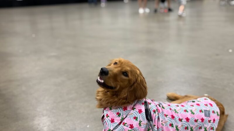 Wags to Rich's Dog Daycare and Training - Rochester, NY