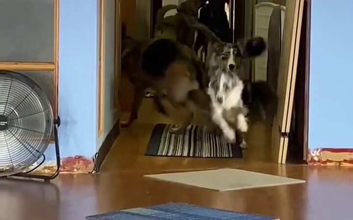 Wags to Rich's Dog Daycare and Training - Rochester, NY