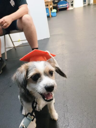 Wags to Rich's Dog Daycare and Training - Rochester, NY