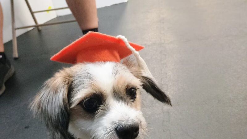 Wags to Rich's Dog Daycare and Training - Rochester, NY