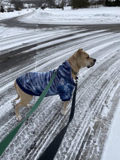 Wags to Rich's Dog Daycare and Training - Rochester, NY