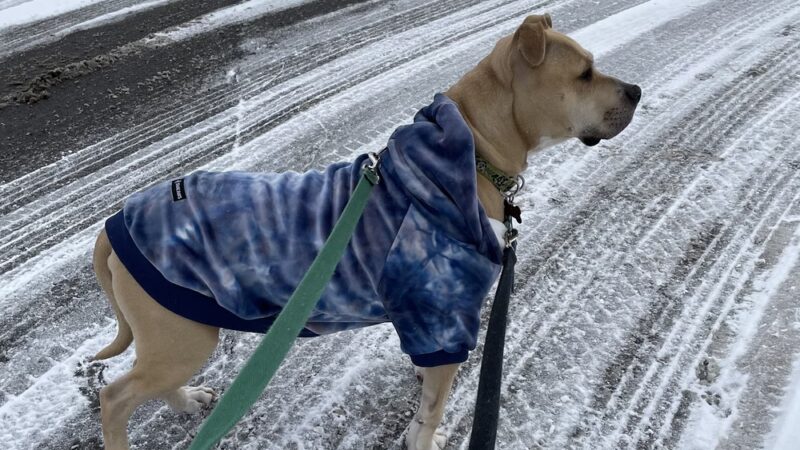 Wags to Rich's Dog Daycare and Training - Rochester, NY