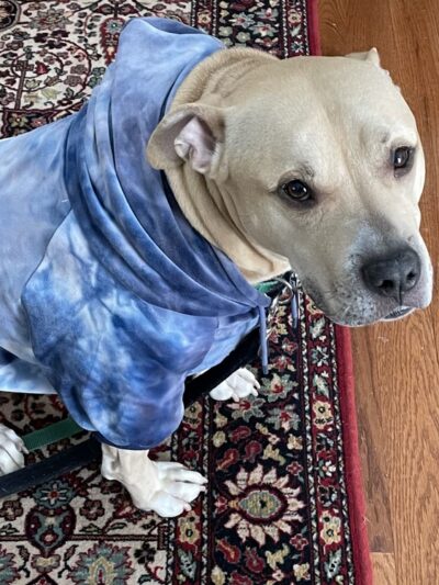 Wags to Rich's Dog Daycare and Training - Rochester, NY