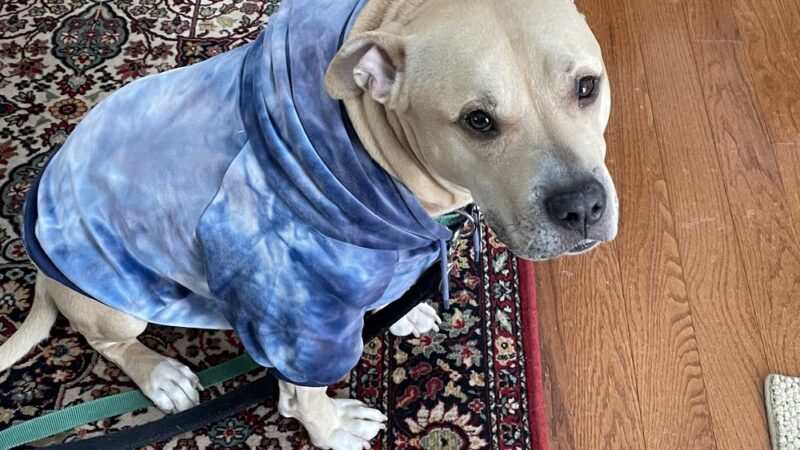 Wags to Rich's Dog Daycare and Training - Rochester, NY