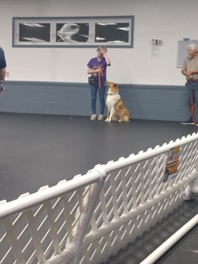 Beaver County Kennel Club - Rochester, PA