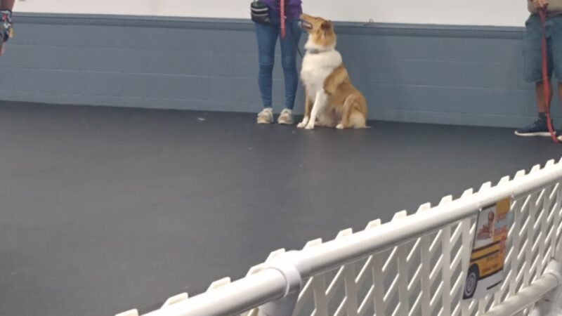 Beaver County Kennel Club - Rochester, PA