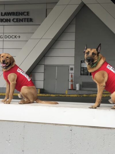 Sit Means Sit Dog Training Pittsburgh North - Rochester, PA