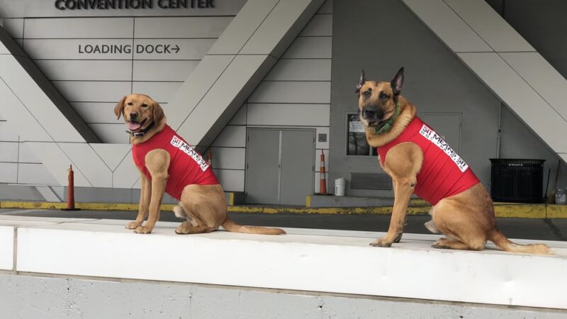 Sit Means Sit Dog Training Pittsburgh North - Rochester, PA