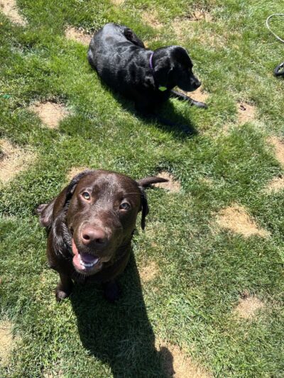 Sit Means Sit Dog Training Pittsburgh North - Rochester, PA