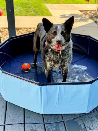 Sit Means Sit Dog Training Pittsburgh North - Rochester, PA