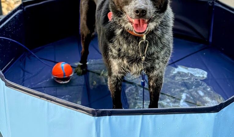 Sit Means Sit Dog Training Pittsburgh North - Rochester, PA