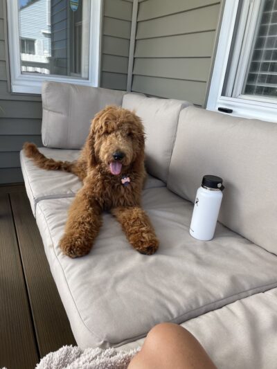 Sit Means Sit Dog Training Pittsburgh North - Rochester, PA
