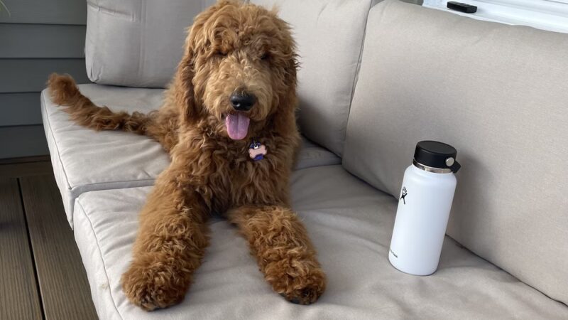 Sit Means Sit Dog Training Pittsburgh North - Rochester, PA