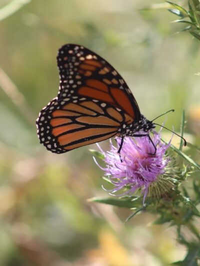Bayview Butterfly Trail - Rock Hall, MD