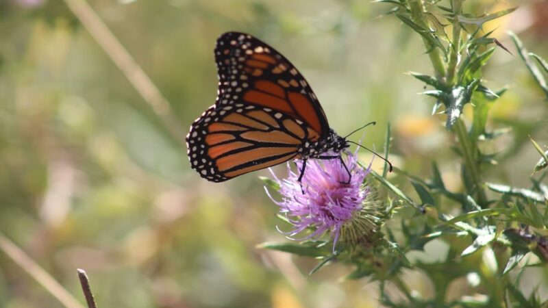 Bayview Butterfly Trail - Rock Hall, MD