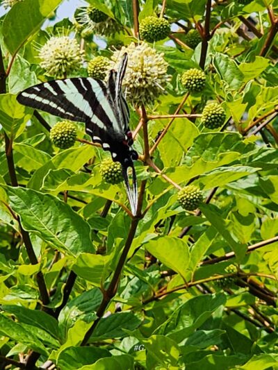 Bayview Butterfly Trail - Rock Hall, MD