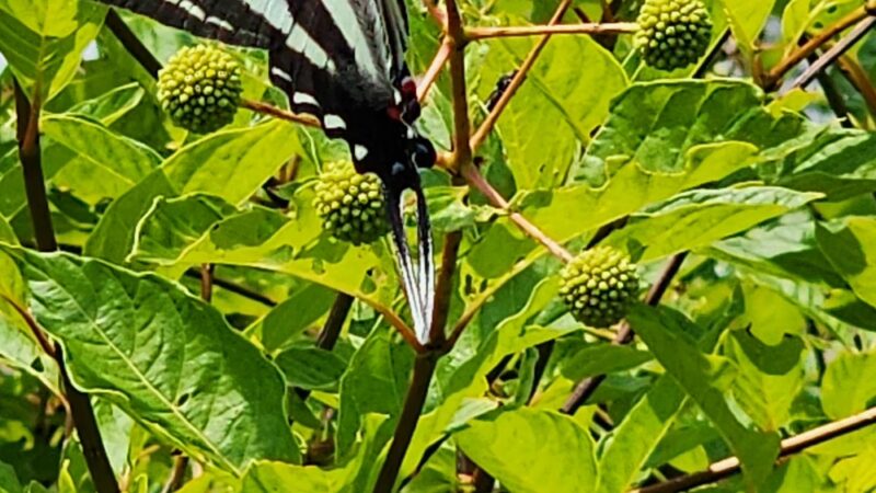 Bayview Butterfly Trail - Rock Hall, MD