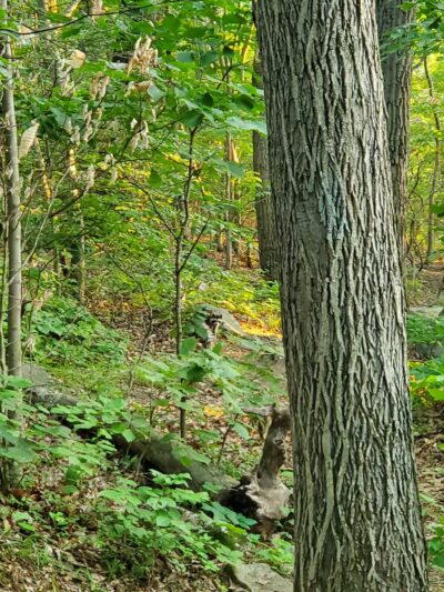 Brandywine Creek State Park - Rockland Parking lot - Rockland, DE