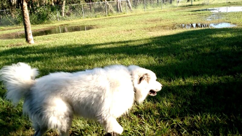 Barks and Recreation - Rockledge, FL