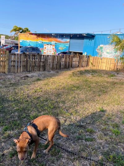 BeachFly Brewing Dog Park - Rockledge, FL