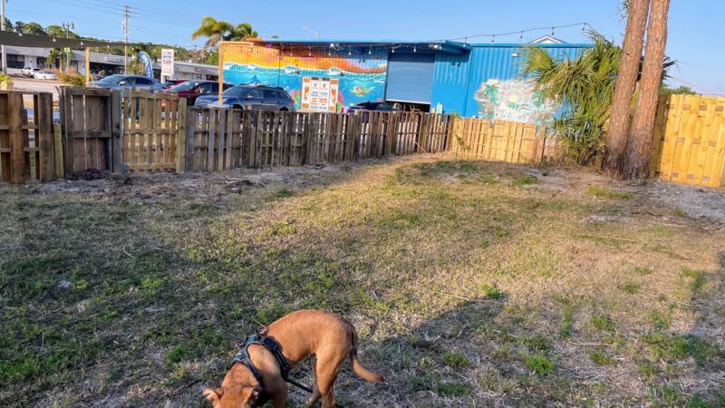 BeachFly Brewing Dog Park - Rockledge, FL