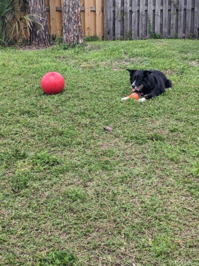 BeachFly Brewing Dog Park - Rockledge, FL