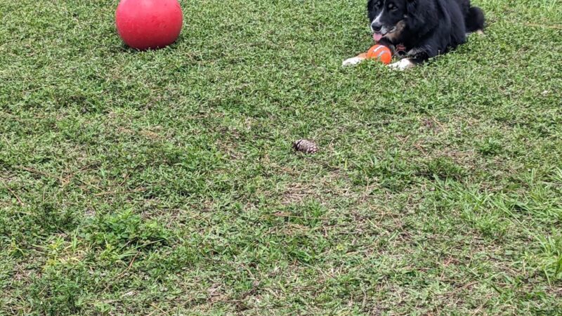BeachFly Brewing Dog Park - Rockledge, FL