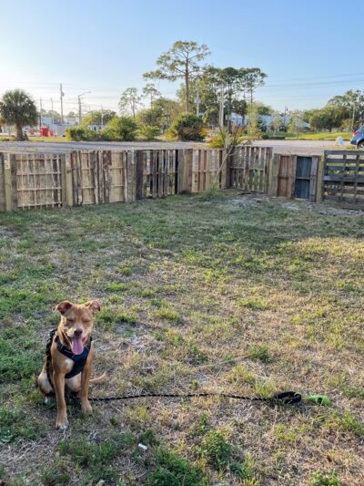 BeachFly Brewing Dog Park - Rockledge, FL
