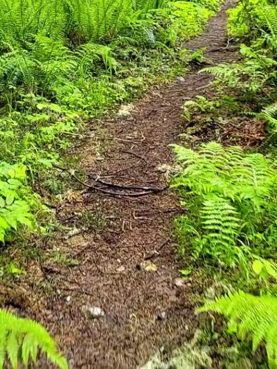 Rockport State Park - Rockport, WA