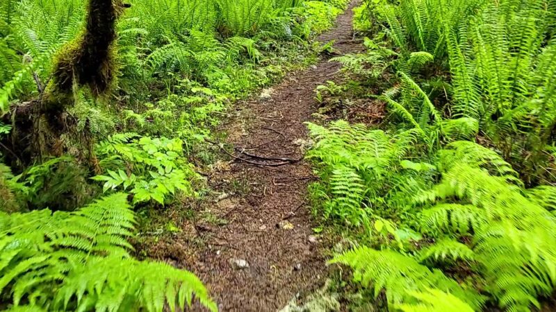 Rockport State Park - Rockport, WA