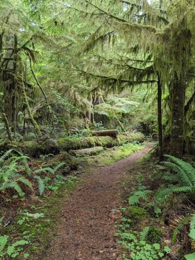 Rockport State Park - Rockport, WA
